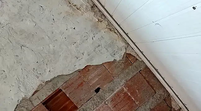 frotasso online show from January 18, 2025, 4:31 pm