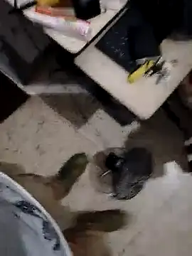 alejo5288 online show from November 8, 2025, 3:07 am