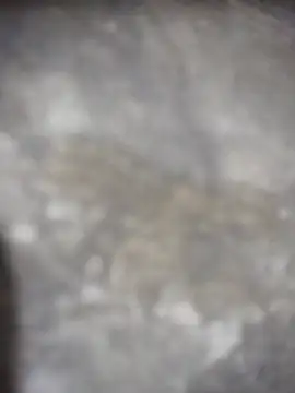 Snapshot of Feeroo11 chatting on April 16, 2026, 4:41 pm Feeroo11 online show from April 16, 2026, 4:41 pm