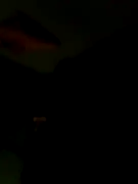 Raj41 online show from January 15, 2026, 6:44 pm