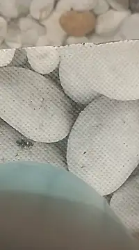 Playboy bhabhi 00 online show from February 25, 2025, 8:14 am