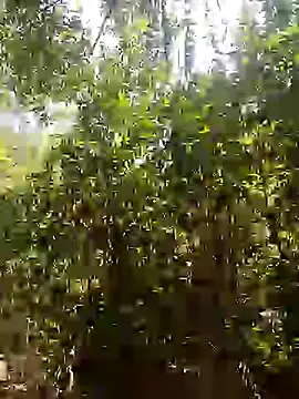 Snapshot of Pussy-Hairy-Horny chatting on February 16, 2025, 6:54 pm Pussy-Hairy-Horny online show from February 16, 2025, 6:54 pm