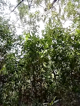 Snapshot of Pussy-Hairy-Horny chatting on February 23, 2025, 9:59 pm Pussy-Hairy-Horny online show from February 23, 2025, 9:59 pm