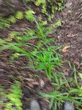 paugrosso553 online show from March 19, 2026, 7:51 pm