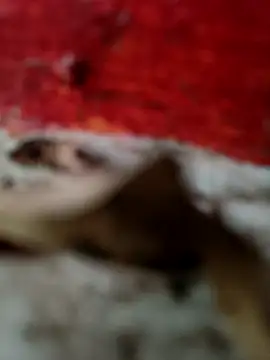 Snapshot of himvilohi08 chatting on October 18, 2025, 12:50 pm himvilohi08 online show from October 18, 2025, 12:50 pm