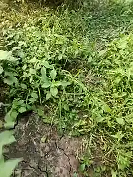 Snapshot of himvilohi08 chatting on October 19, 2025, 11:55 am himvilohi08 online show from October 19, 2025, 11:55 am