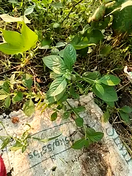 Snapshot of himvilohi08 chatting on October 21, 2025, 10:49 am himvilohi08 online show from October 21, 2025, 10:49 am