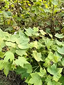 Snapshot of himvilohi08 chatting on October 23, 2025, 11:42 am himvilohi08 online show from October 23, 2025, 11:42 am