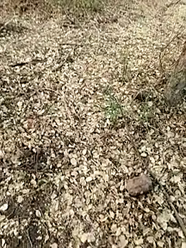 Snapshot of himvilohi08 chatting on May 23, 2026, 1:15 pm himvilohi08 online show from May 23, 2026, 1:15 pm