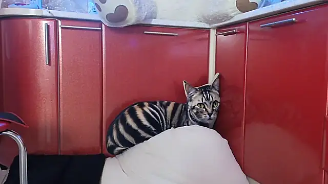 Snapshot of SquirtMilf00 chatting on April 9, 2026, 3:17 am SquirtMilf00 online show from April 9, 2026, 3:17 am