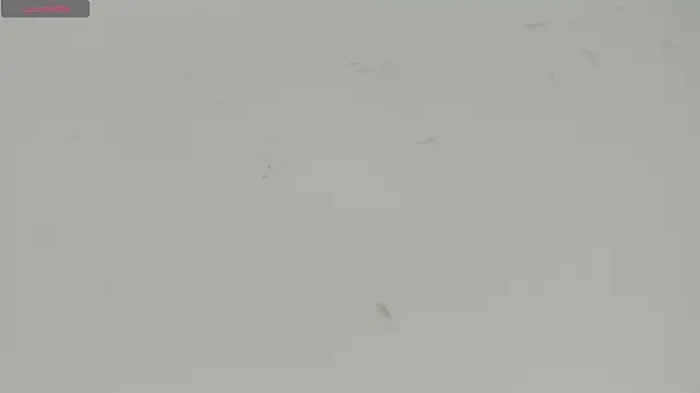 Snapshot of Sophia_Ebony chatting on July 15, 2026, 12:10 pm Sophia Ebony online show from July 15, 2026, 12:10 pm
