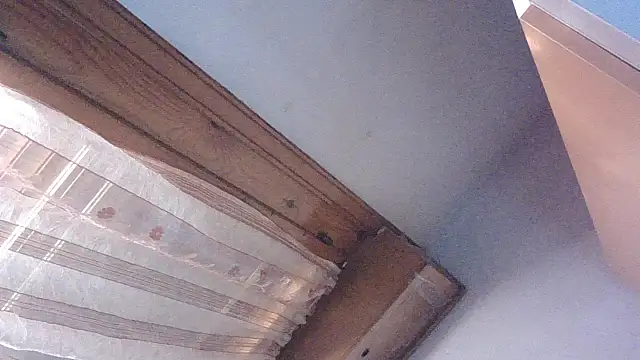 Snapshot of BABYEdoofetish chatting on November 28, 2025, 9:12 am BABYEdoofetish online show from November 28, 2025, 9:12 am