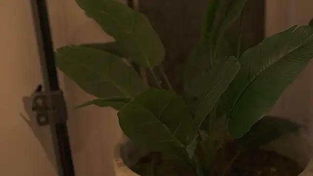 Ariaa Isabell online show from September 12, 2025, 6:30 pm