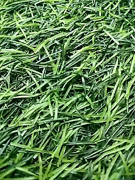 BlackhorseBBC online show from April 23, 2026, 10:25 am