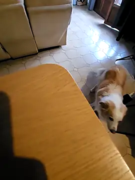 Snapshot of Stingles chatting on October 3, 2025, 6:43 am Stingles online show from October 3, 2025, 6:43 am