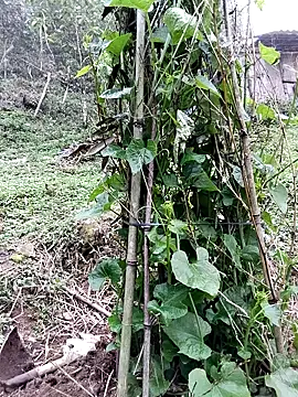 quynhkoolbae online show from March 21, 2026, 9:14 am