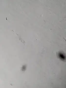 Mollysdick online show from April 17, 2026, 11:24 am