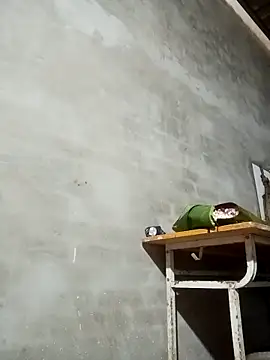 Milan6789 online show from March 13, 2026, 12:39 am