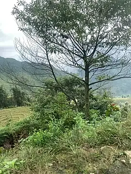 O o UwU o O online show from November 6, 2025, 2:01 am