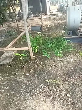 sima024 online show from November 11, 2025, 7:52 am