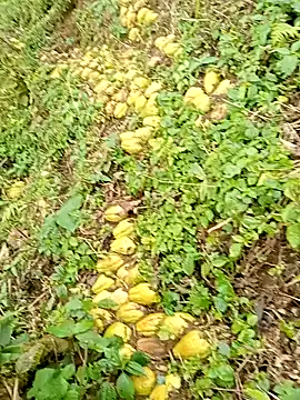 hera-00 online show from January 13, 2026, 2:50 am