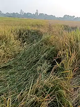 pus ylover online show from November 4, 2025, 10:14 am