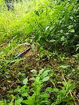 telugumodda4396 online show from October 19, 2025, 6:14 am