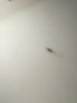 Dania Oconor online show from January 6, 2026, 10:23 pm