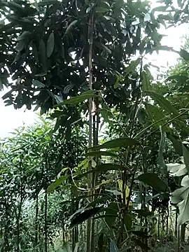 nat-tri online show from January 14, 2026, 1:33 am