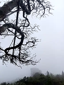 siusiu-00 online show from November 1, 2025, 1:07 am