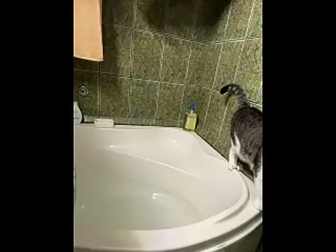 Snapshot of COBRAboySEX@xh chatting on February 8, 2026, 8:51 am COBRAboySEXxh online show from February 8, 2026, 8:51 am