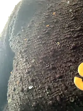 Emily-y online show from December 17, 2025, 3:12 am