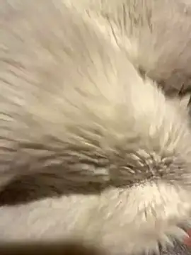 Jackoff2345 online show from October 26, 2025, 3:34 am