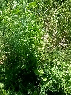 Sunenabhabh online show from March 4, 2026, 8:09 am