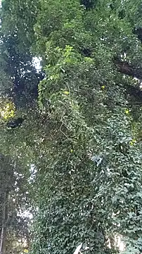 Snapshot of Horny_hippie chatting on October 24, 2025, 9:33 pm Horny hippie online show from October 24, 2025, 9:33 pm