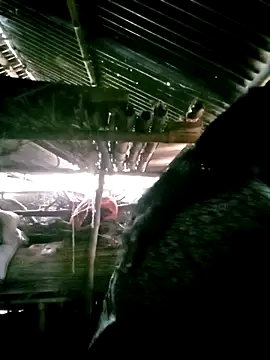 Snapshot of porimoi_505 chatting on December 15, 2025, 7:34 am porimoi 505 online show from December 15, 2025, 7:34 am