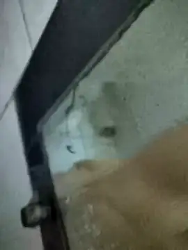 Amoooooun online show from January 15, 2026, 7:13 am