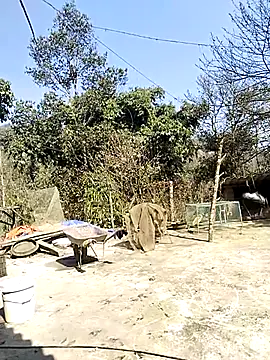 neko-nancy online show from February 16, 2026, 7:04 am