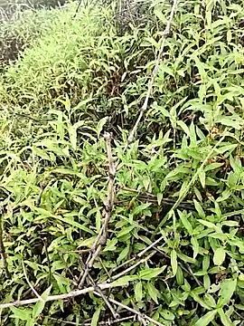 Snapshot of Sheela_Sex90 chatting on April 16, 2026, 4:02 am Sheela Sex90 online show from April 16, 2026, 4:02 am