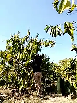 Snapshot of Ginny_2x chatting on March 22, 2026, 7:34 am Ginny 2x online show from March 22, 2026, 7:34 am