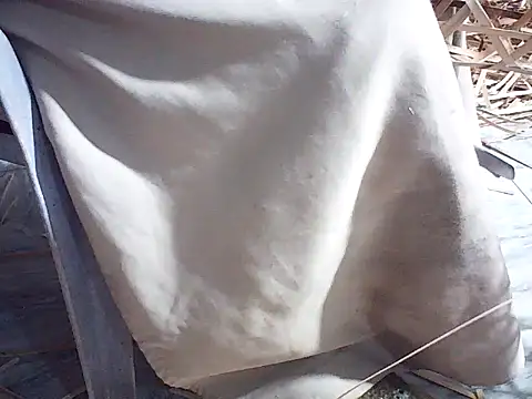 Snapshot of Futar8388 chatting on January 13, 2026, 12:21 pm Futar8388 online show from January 13, 2026, 12:21 pm