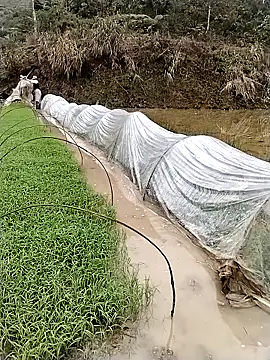 Snapshot of ngocbao11 chatting on March 12, 2026, 1:12 am ngocbao11 online show from March 12, 2026, 1:12 am