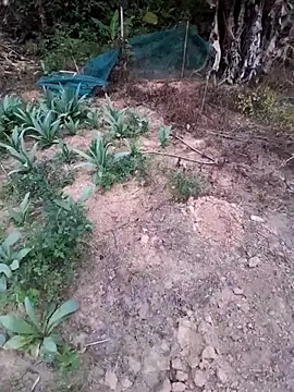 zanh99 online show from April 8, 2026, 11:21 am