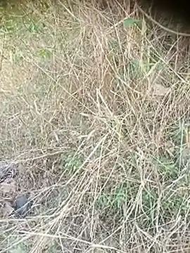 Ambala1 online show from April 12, 2026, 6:40 am