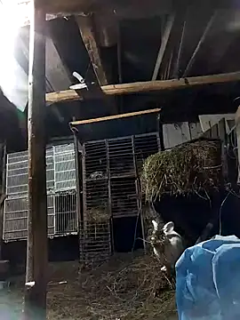 sarpe4 online show from February 8, 2026, 6:44 pm