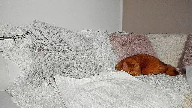 BrianaDiamondXXX online show from April 7, 2026, 7:14 pm