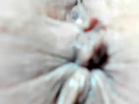 Snapshot of foxy-porn1 chatting on February 3, 2025, 9:07 pm foxy-porn1 online show from February 3, 2025, 9:07 pm