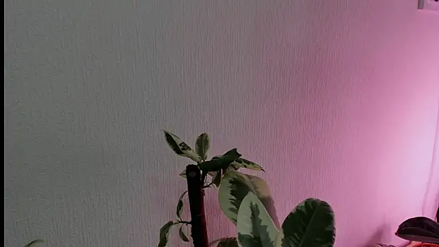 BowToYourWeakness online show from February 8, 2025, 1:01 pm