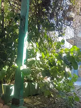 sofy alone online show from September 9, 2025, 2:49 pm