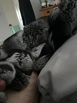 Furdale online show from April 21, 2026, 6:01 pm